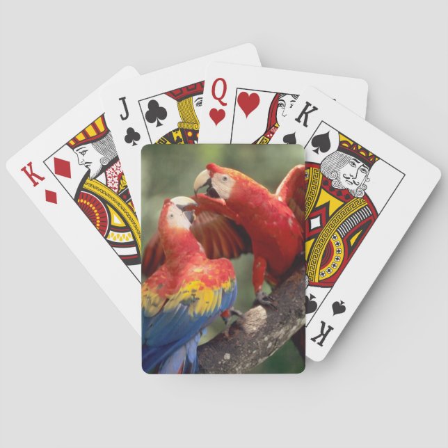 Pair of Scarlet Macaws Playing Cards (Back)