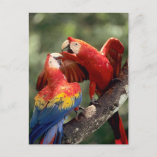Pair of Scarlet Macaws Postcard