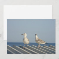 Pair of Seagulls