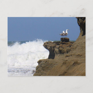 Pair of Seagulls Postcard