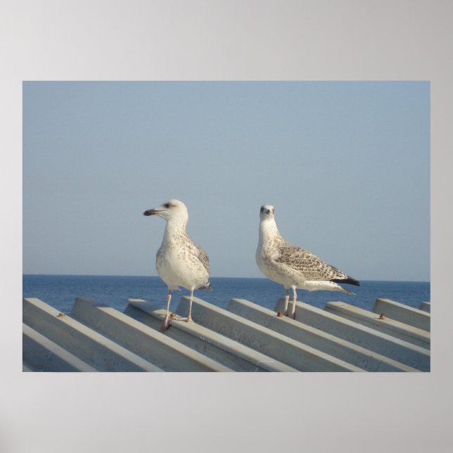 Pair of Seagulls Poster (Front)
