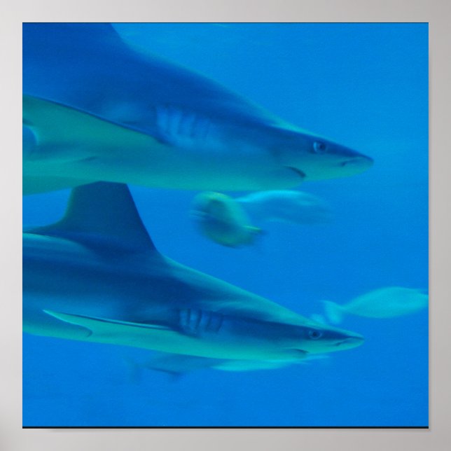 Pair of Sharks Poster (Front)