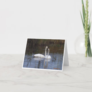 Pair of Swans ~ Birds of a Feather Thank You Card