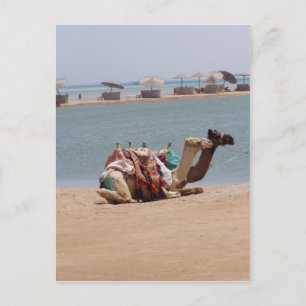 Pair Of Traditional Camels Sitting At The Beach. Postcard