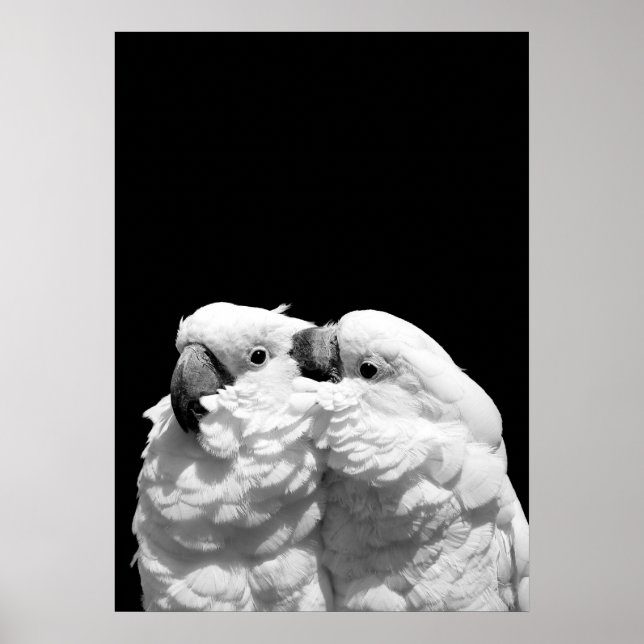 Pair of umbrella cockatoos poster (Front)