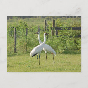 Pair of Whooping Cranes Postcard