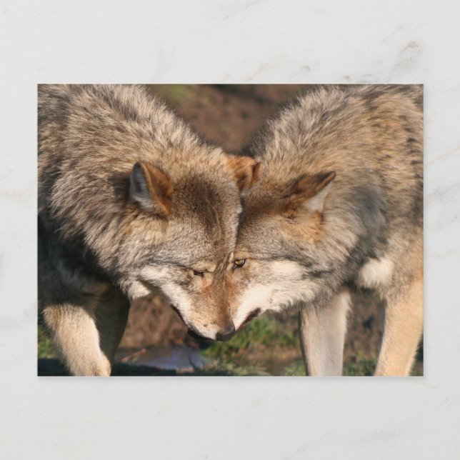 pair of wolves postcard (Front)