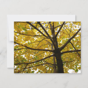 Pair of Yellow Maple Trees Autumn Nature