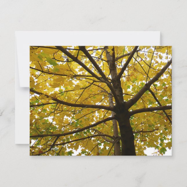 Pair of Yellow Maple Trees Autumn Nature (Front)