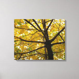 Pair of Yellow Maple Trees Autumn Nature Canvas Print