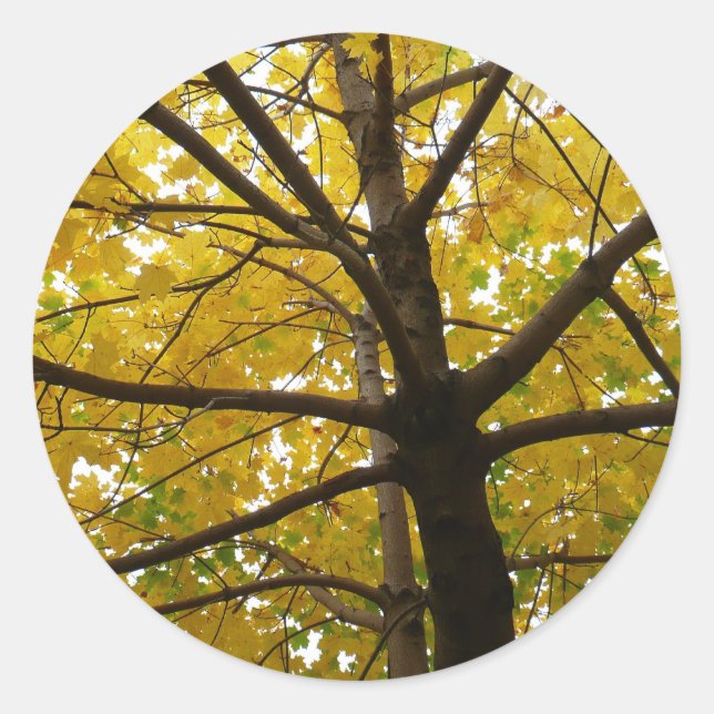 Pair of Yellow Maple Trees Autumn Nature Classic Round Sticker (Front)