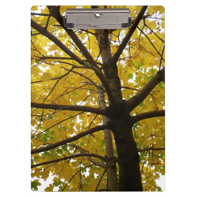 Pair of Yellow Maple Trees Autumn Nature Clipboard (Front)
