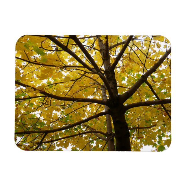Pair of Yellow Maple Trees Autumn Nature Magnet (Horizontal)