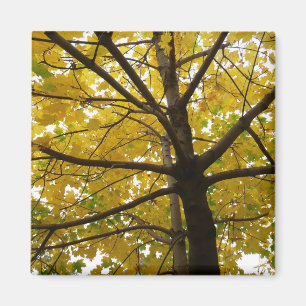 Pair of Yellow Maple Trees Autumn Nature Magnet