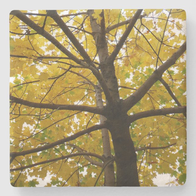 Pair of Yellow Maple Trees Autumn Nature Stone Coaster (Front)