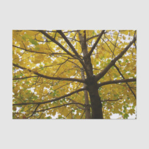 Pair of Yellow Maple Trees Autumn Nature Tissue Paper