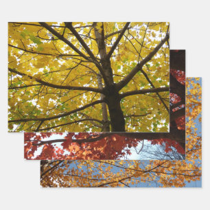 Pair of Yellow Maple Trees Autumn Nature Wrapping Paper Sheet