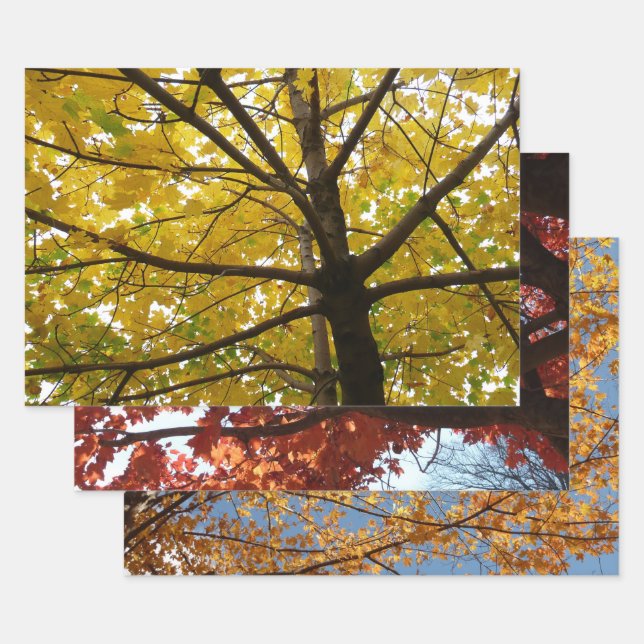 Pair of Yellow Maple Trees Autumn Nature Wrapping Paper Sheet (Set)