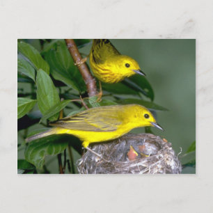 Pair of Yellow Warblers with young Postcard