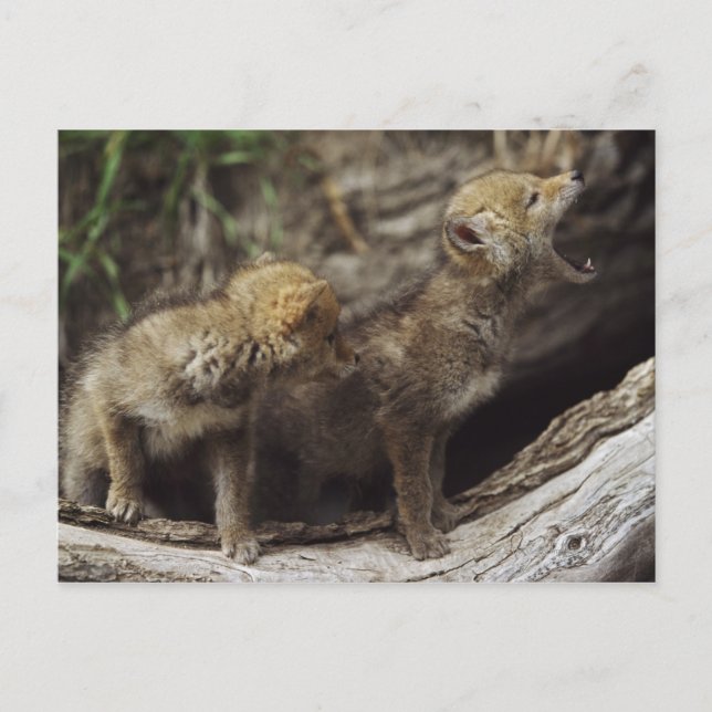 Pair Of Young Coyote Pups Howling Postcard (Front)
