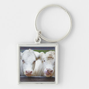 Pair of young white cows at feeding trailor key ring