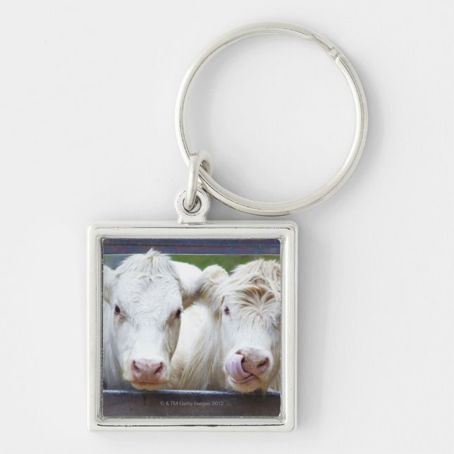Pair of young white cows at feeding trailor key ring (Front)