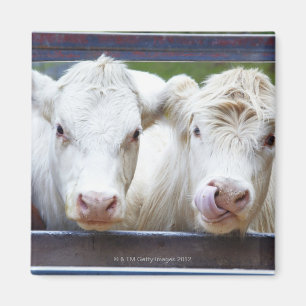 Pair of young white cows at feeding trailor magnet