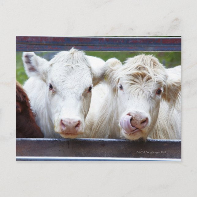 Pair of young white cows at feeding trailor postcard (Front)