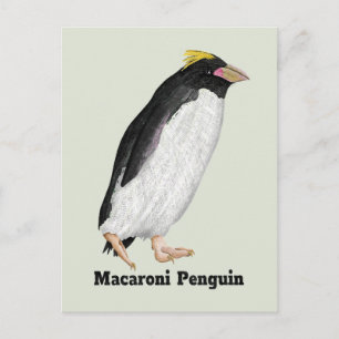 Palaeeudyptes Extinct Penguin Postcard