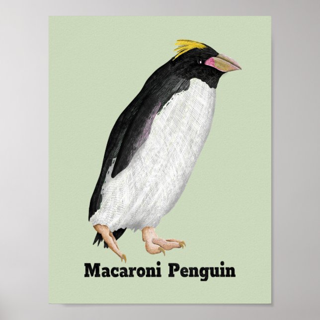 Palaeeudyptes Extinct Penguin Poster (Front)