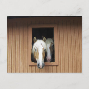 Palamino Horses in a Barn in Colorado Postcard