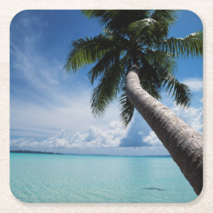 Palau, Micronesia, Palm tree at Palau Lagoon Square Paper Coaster