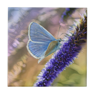 Pale Blue Butterfly On Lavender Flowers Tile