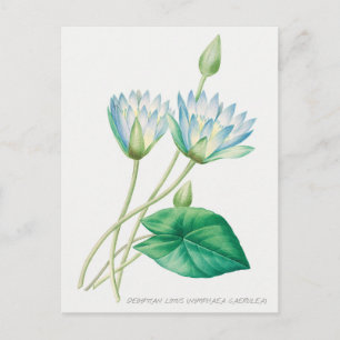 Pale Blue Lotus Flower Botanical Illustration Postcard