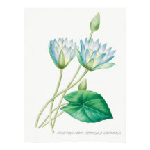 Pale Blue Lotus Flower Botanical Illustration