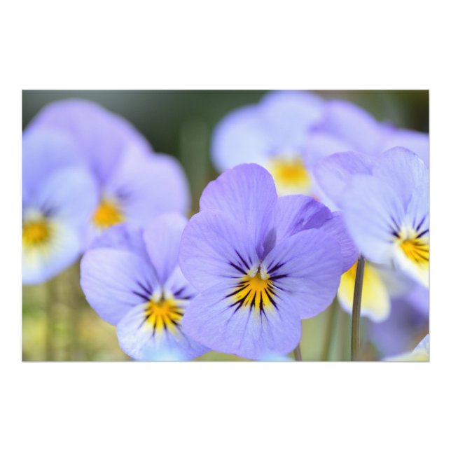 Pale Blue Pansies Photo Print (Front)