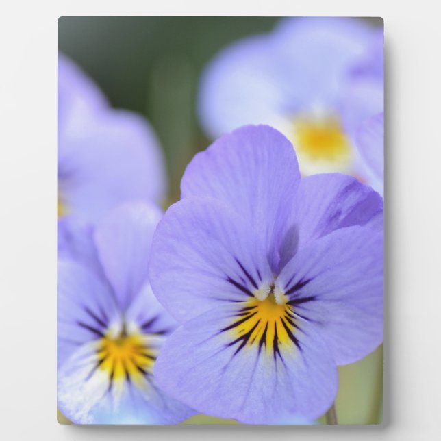 Pale Blue Pansies Plaque (Front)