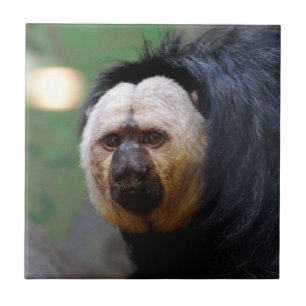 Pale Faced Saki Monkey Tile