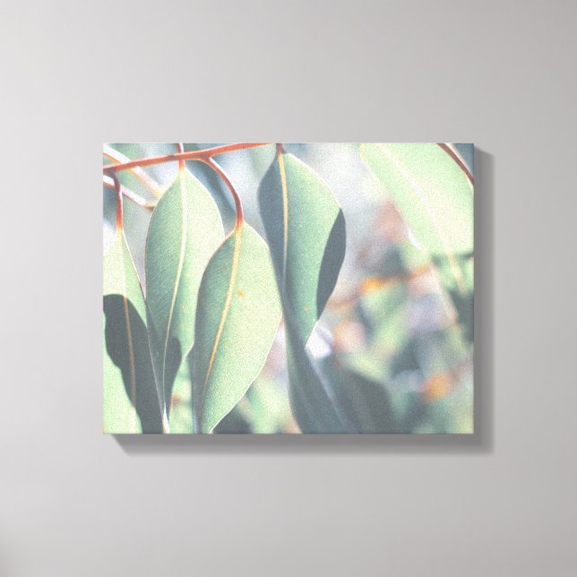 Pale Green Eucalyptus Tree Leaves Canvas Print (Front)