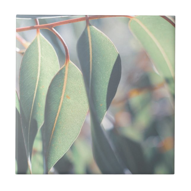 Pale Green Eucalyptus Tree Leaves Tile (Front)