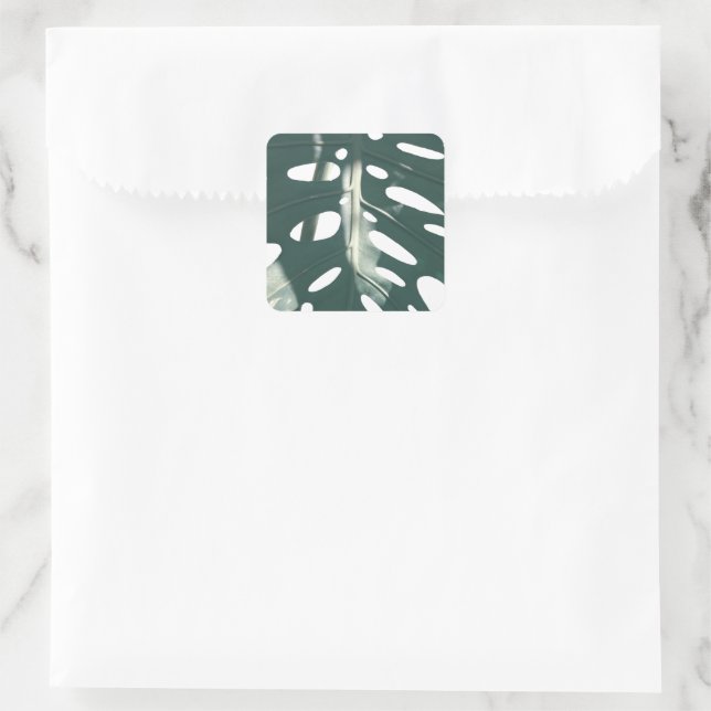 Pale Green Pastel Swiss Cheese Plant Square Sticker (Bag)