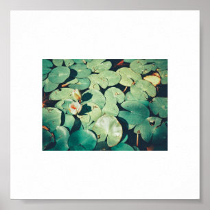 Pale Green Water Lily Flower Plants Poster