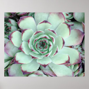 Pale Green with Purple Succulent Close-Up Photo Poster