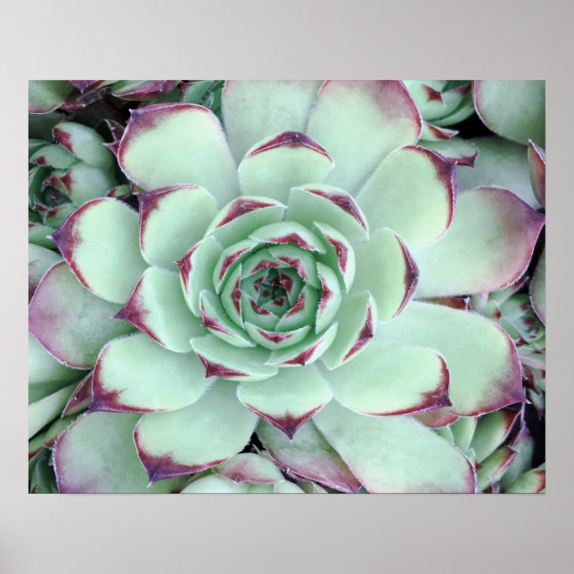 Pale Green with Purple Succulent Close-Up Photo Poster (Front)