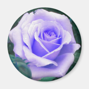 Pale Lavender Rose magnet