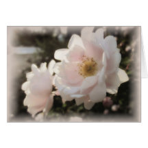 Pale Old Fashioned Roses