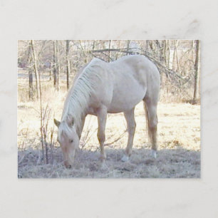 Pale-omino Postcard