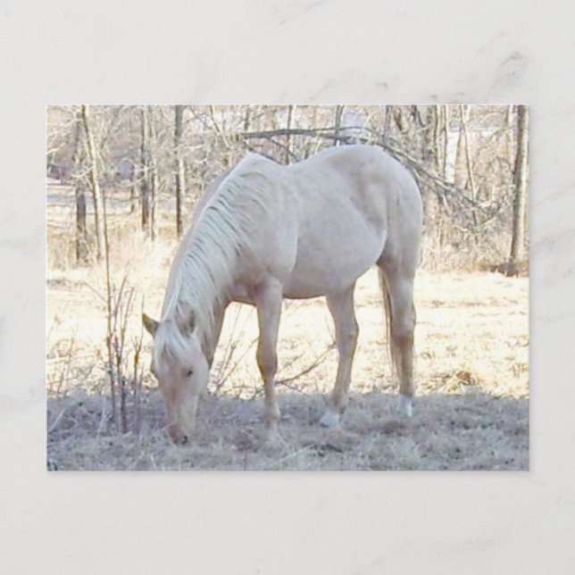 Pale-omino Postcard (Front)