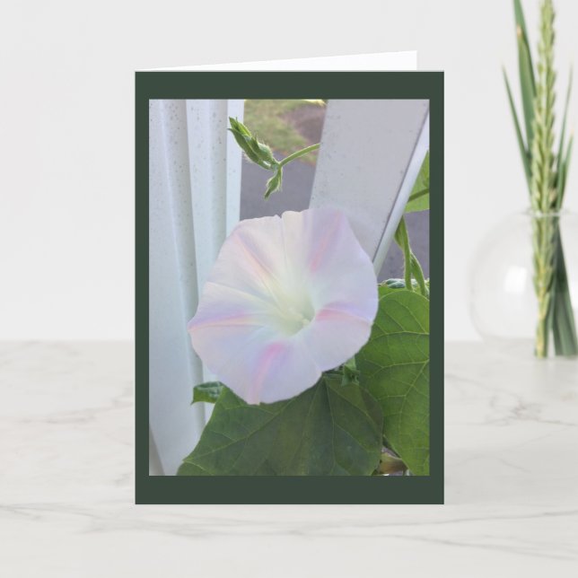 Pale Opal Morning Glory Blank Card (Front)