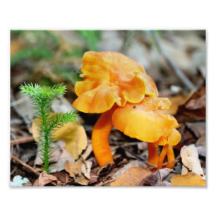 Pale Orange Wild Mushrooms 10x8 Nature Print